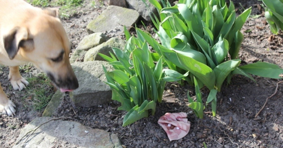 Giftköder für Hunde Rentner akzeptiert Strafbefehl Baden TV