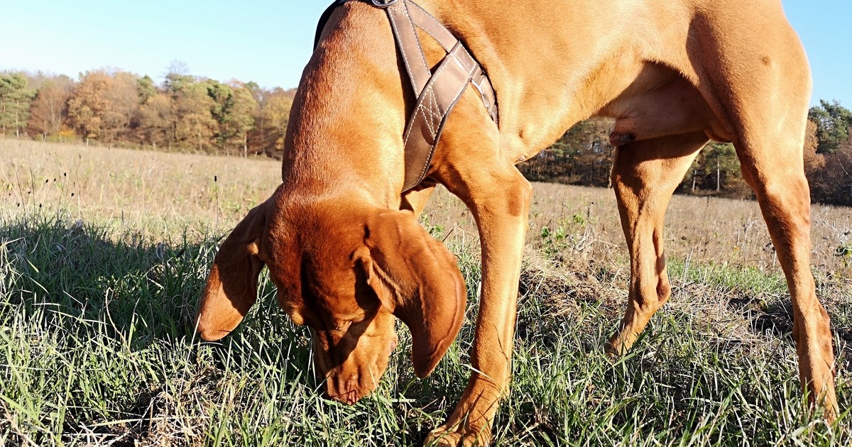Vergiftungserscheinung Hund muss eingeschläfert werden Baden TV